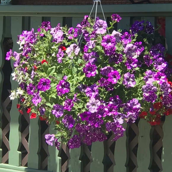 Meet your Posher, Polly - Picture 5 of 8